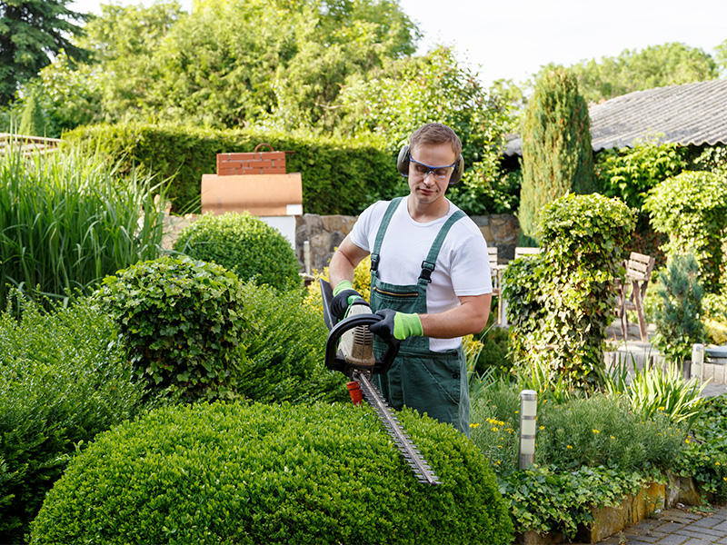 Gärtner bei Gartenarbeit mit Heckenschere, schneidet dichtes Grün – typische Gartenarbeiten in Ennepetal.