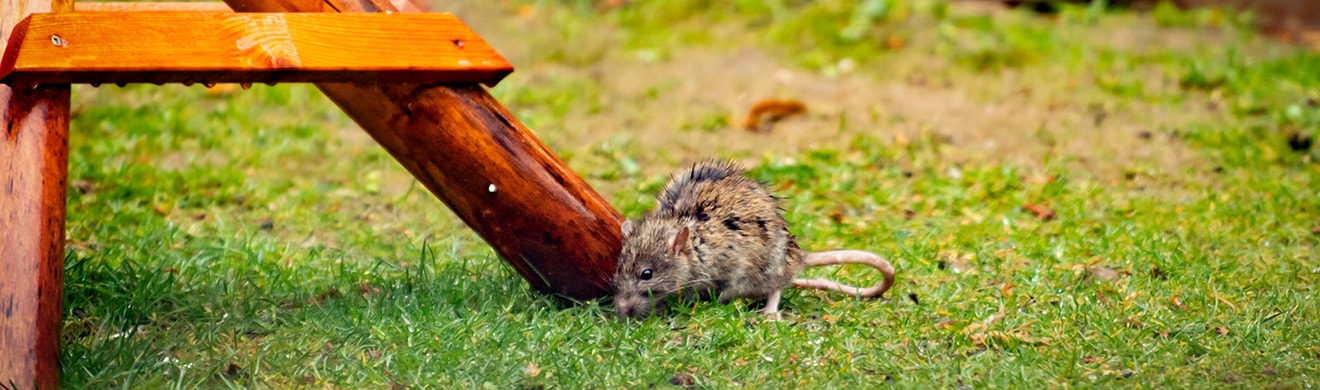 Wilde Ratte im Garten in Hagen