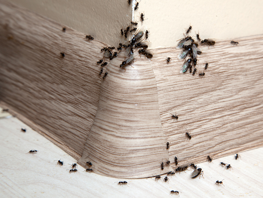 Ameisenbekämpfung in Hagen durch professionelle Schädlingsbekämpfer