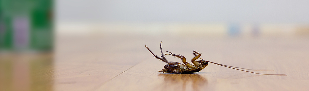 Tote Schabe auf dem Küchenboden in Hagen